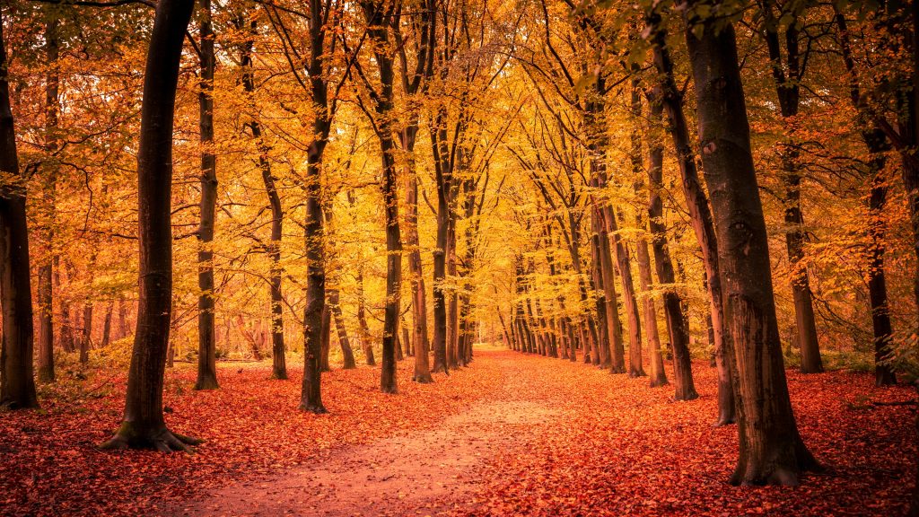Fall Is Tax Time? Yes! Act Now to Make Needed Adjustments A forest at autumn with an orange cast.
