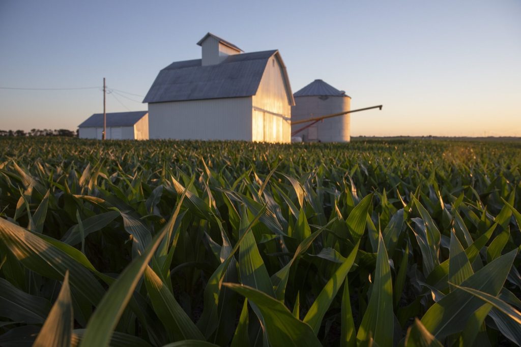 How Climate Variability Threatens Corn Growers How Climate Variability Threatens Corn Growers