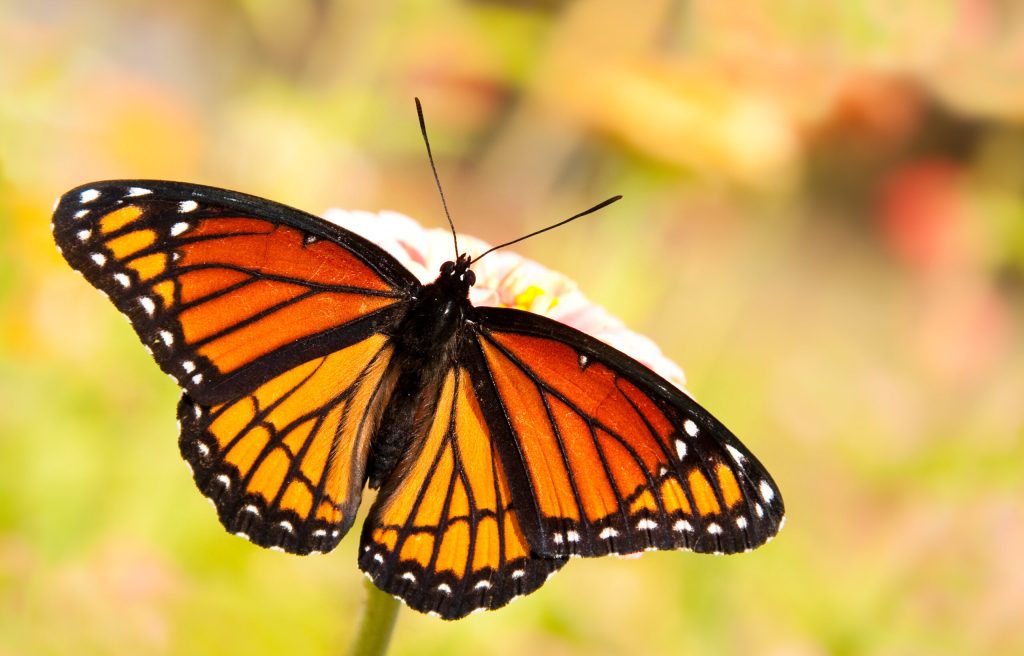 Yet Another HO Insurer, Viceroy, Approved for Florida Market, Regulators Say Yet Another HO Insurer, Viceroy, Approved for Florida Market, Regulators Say