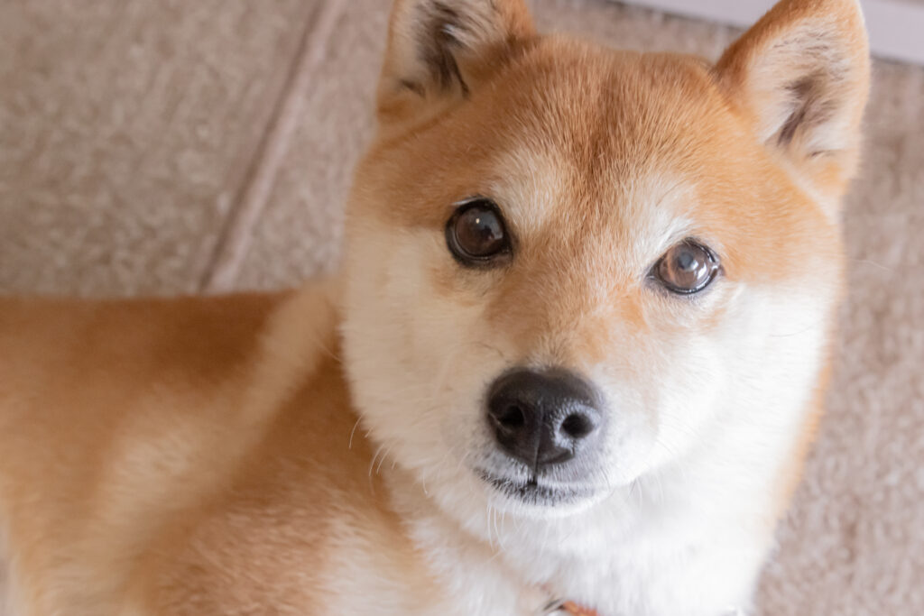 1 Reason Every Investor Should Know About Shiba Inu (SHIB)