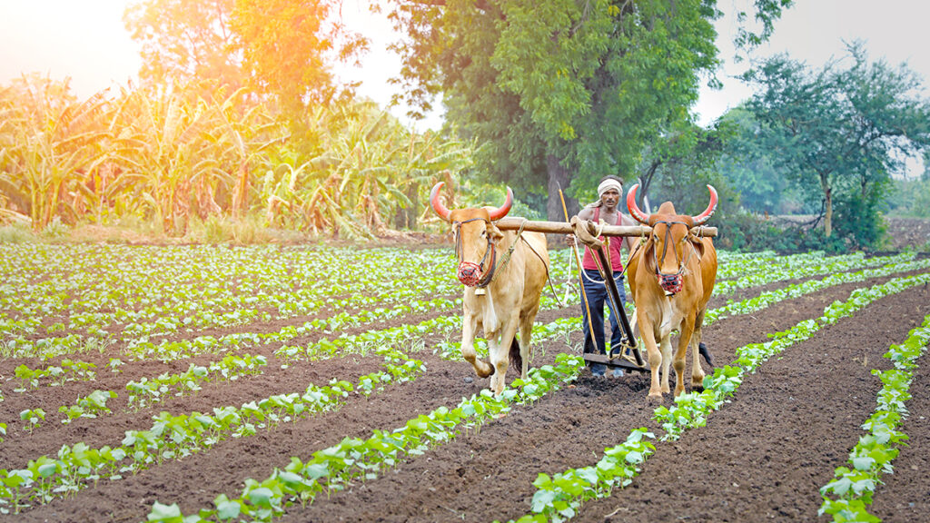 India farmer