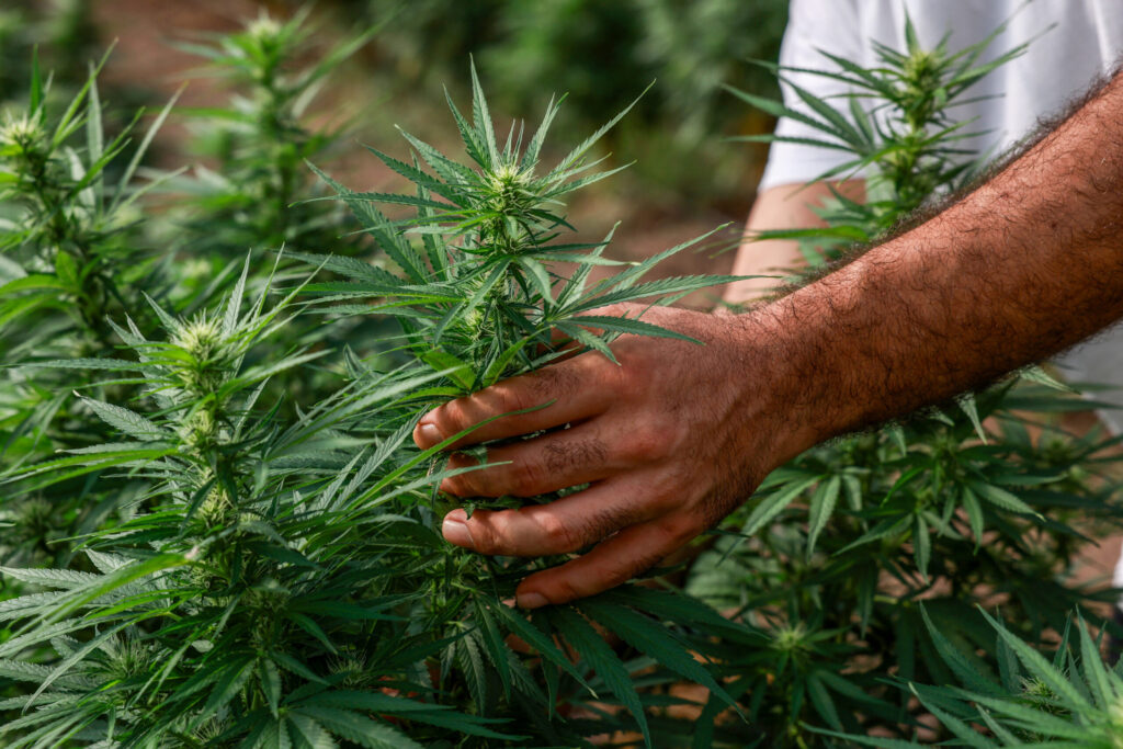 Texas to Ban Minors From THC Products