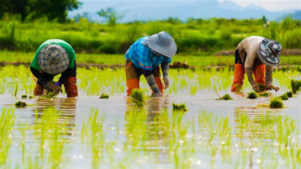 Inclusive insurance programme reaches milestone gexphos/Adobe Stock