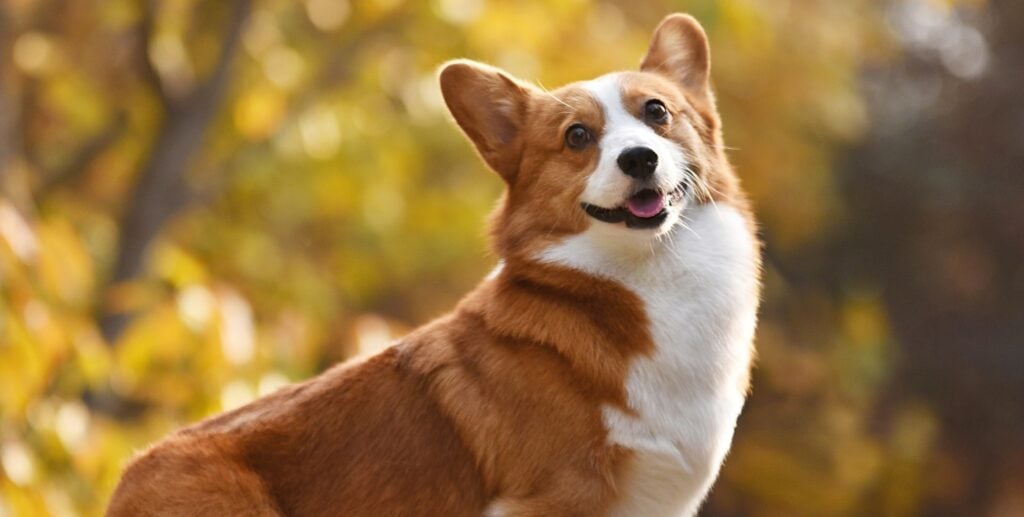 corgi
